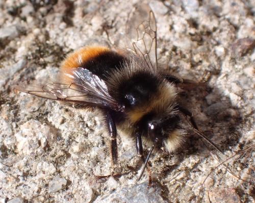 Bombus lapidarius